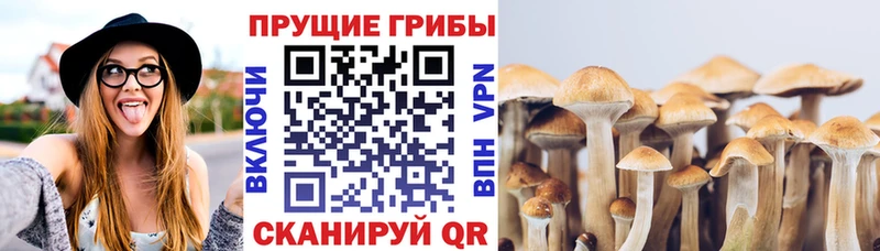 Псилоцибиновые грибы GOLDEN TEACHER Мценск